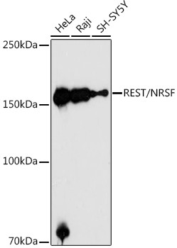 REST Antibody in Western Blot (WB)