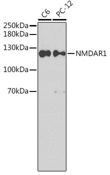 NMDAR1 Antibody in Western Blot (WB)