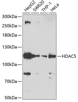 HDAC5 Antibody in Western Blot (WB)