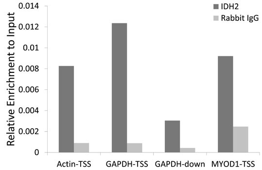 IDH2 Antibody in ChIP Assay (ChIP)