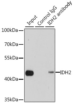 IDH2 Antibody in Immunoprecipitation (IP)