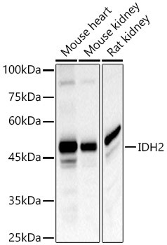 IDH2 Antibody in Western Blot (WB)