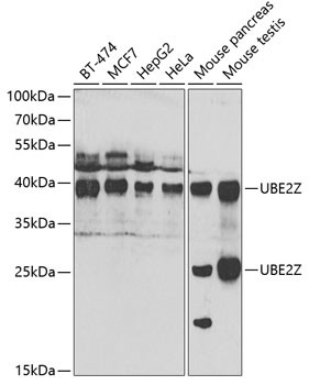 UBE2Z Antibody in Western Blot (WB)