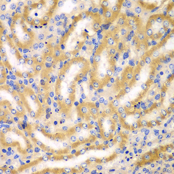 BCAS3 Antibody in Immunohistochemistry (Paraffin) (IHC (P))