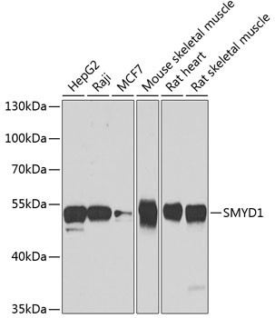 SMYD1 Antibody in Western Blot (WB)