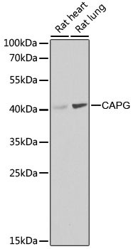 CAPG Antibody in Western Blot (WB)