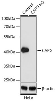 CAPG Antibody in Western Blot (WB)