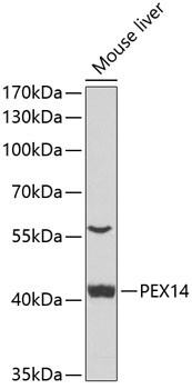 PEX14 Antibody in Western Blot (WB)