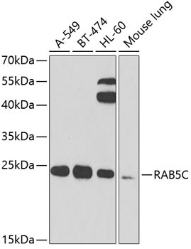 RAB5C Antibody in Western Blot (WB)