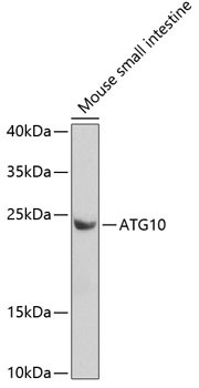 ATG10 Antibody in Western Blot (WB)