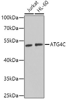 ATG4C Antibody in Western Blot (WB)