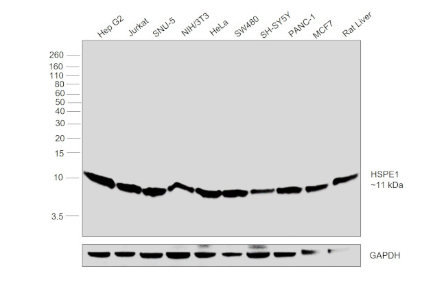 HSPE1 Antibody in Western Blot (WB)