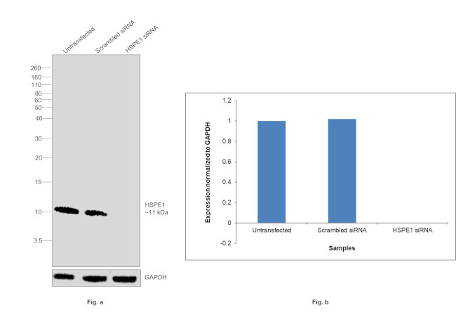 HSPE1 Antibody in Western Blot (WB)