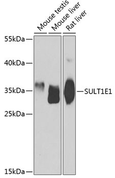 SULT1E1 Antibody in Western Blot (WB)