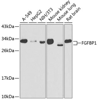 FGFBP1 Antibody in Western Blot (WB)