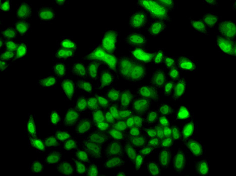 FBXO7 Antibody in Immunocytochemistry (ICC/IF)