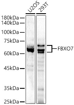 FBXO7 Antibody in Western Blot (WB)