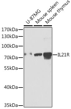 IL21R Antibody in Western Blot (WB)