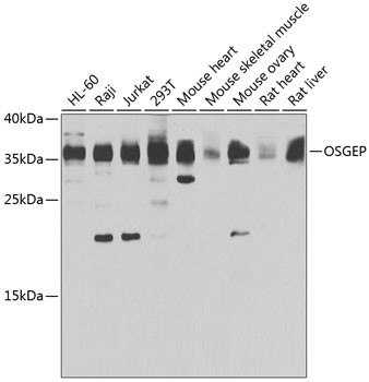 OSGEP Antibody in Western Blot (WB)