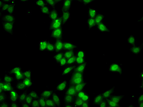 HDGFRP2 Antibody in Immunocytochemistry (ICC/IF)