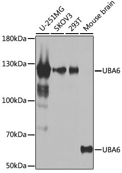 UBE1L2 Antibody in Western Blot (WB)