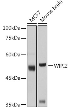 WIPI2 Antibody in Western Blot (WB)