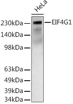 eIF4G Antibody in Western Blot (WB)