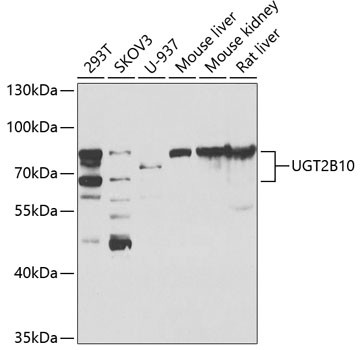 UGT2B10 Antibody in Western Blot (WB)