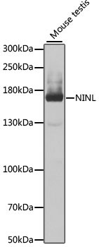 NINL Antibody in Western Blot (WB)