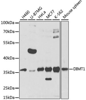 DIMT1 Antibody in Western Blot (WB)