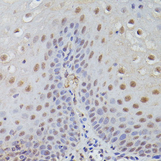 TET3 Antibody in Immunohistochemistry (Paraffin) (IHC (P))