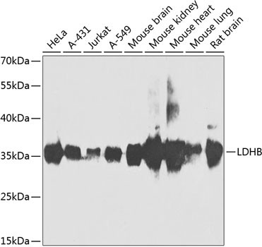 LDHB Antibody in Western Blot (WB)