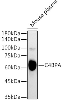 C4BPA Antibody in Western Blot (WB)