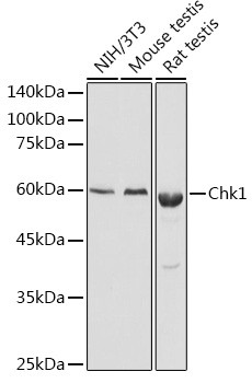 Chk1 Antibody in Western Blot (WB)