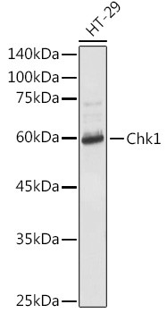 Chk1 Antibody in Western Blot (WB)