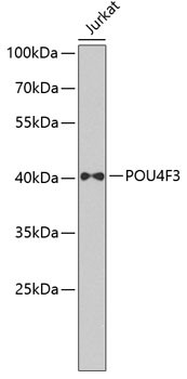 POU4F3 Antibody in Western Blot (WB)