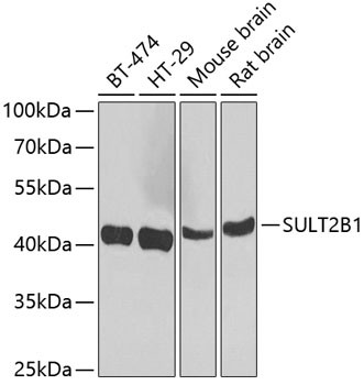 SULT2B1 Antibody in Western Blot (WB)