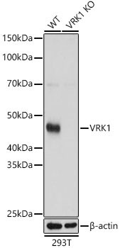 VRK1 Antibody in Western Blot (WB)