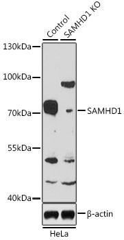 SAMHD1 Antibody in Western Blot (WB)