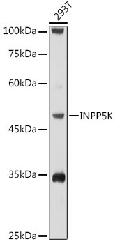 SKIP Antibody in Western Blot (WB)