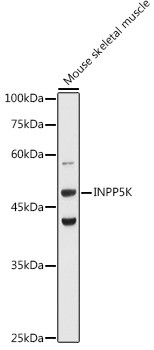 SKIP Antibody in Western Blot (WB)