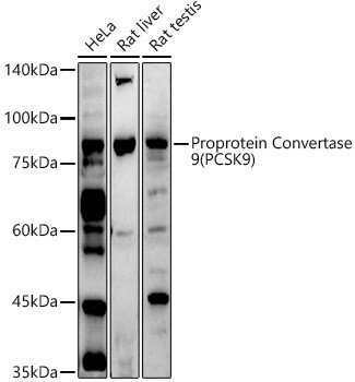 PCSK9 Antibody in Western Blot (WB)