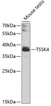 TSSK4 Antibody in Western Blot (WB)