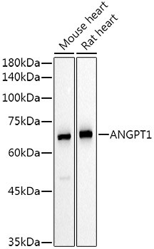 Angiopoietin 1 Antibody in Western Blot (WB)