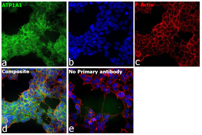 ATP1A1 Antibody in Immunocytochemistry (ICC/IF)