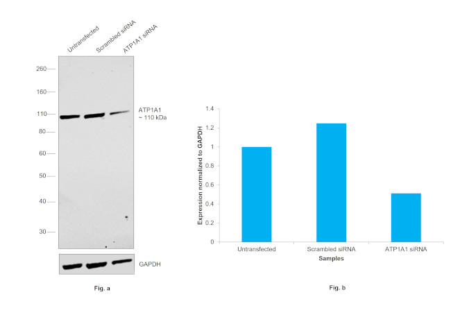 ATP1A1 Antibody