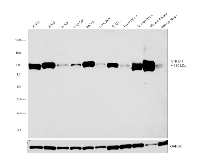 ATP1A1 Antibody