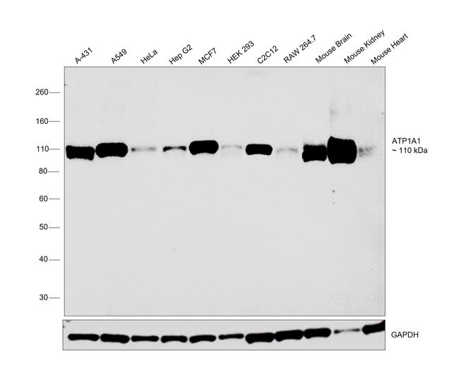 ATP1A1 Antibody in Western Blot (WB)