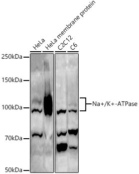 ATP1A1 Antibody in Western Blot (WB)