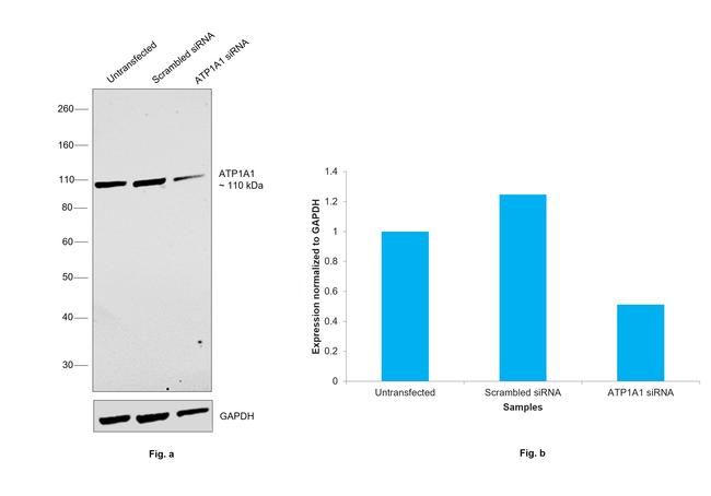 ATP1A1 Antibody in Western Blot (WB)